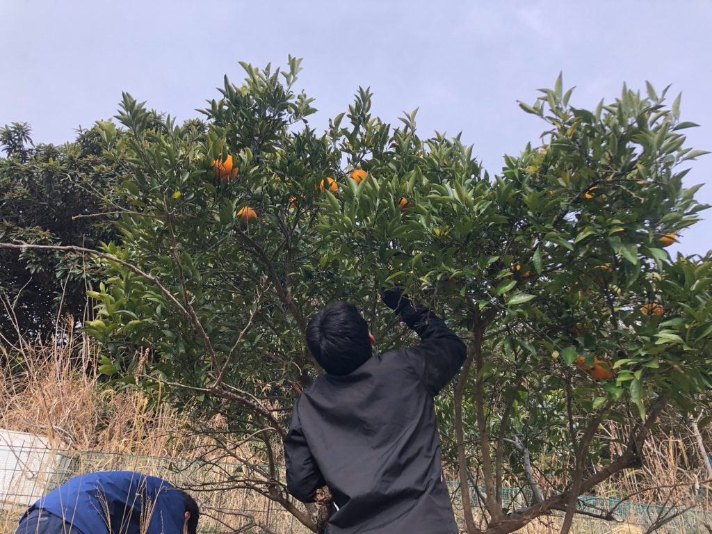 村おこしボランティア【江田島コース】での活動の様子