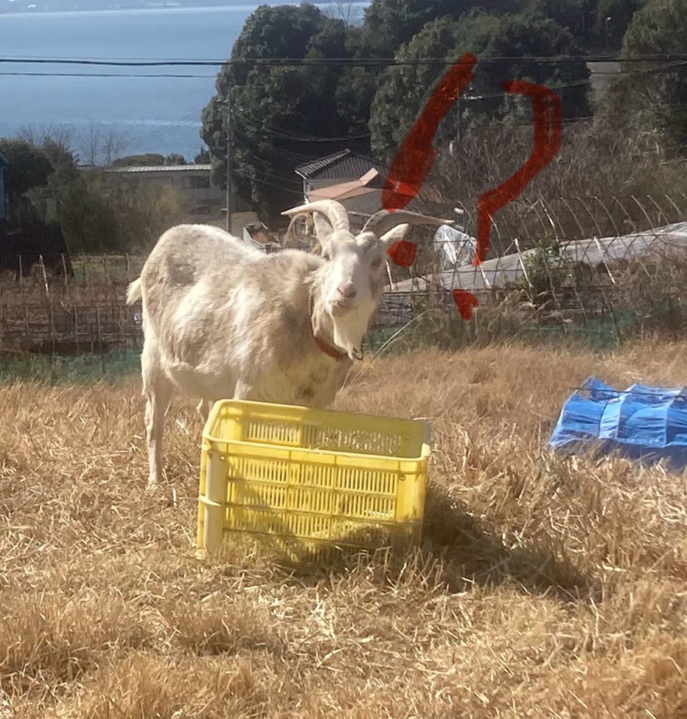 村おこしボランティア【江田島コース】での活動の様子