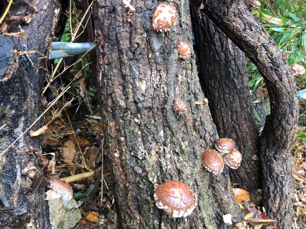 村おこしボランティア【江田島コース】での活動の様子