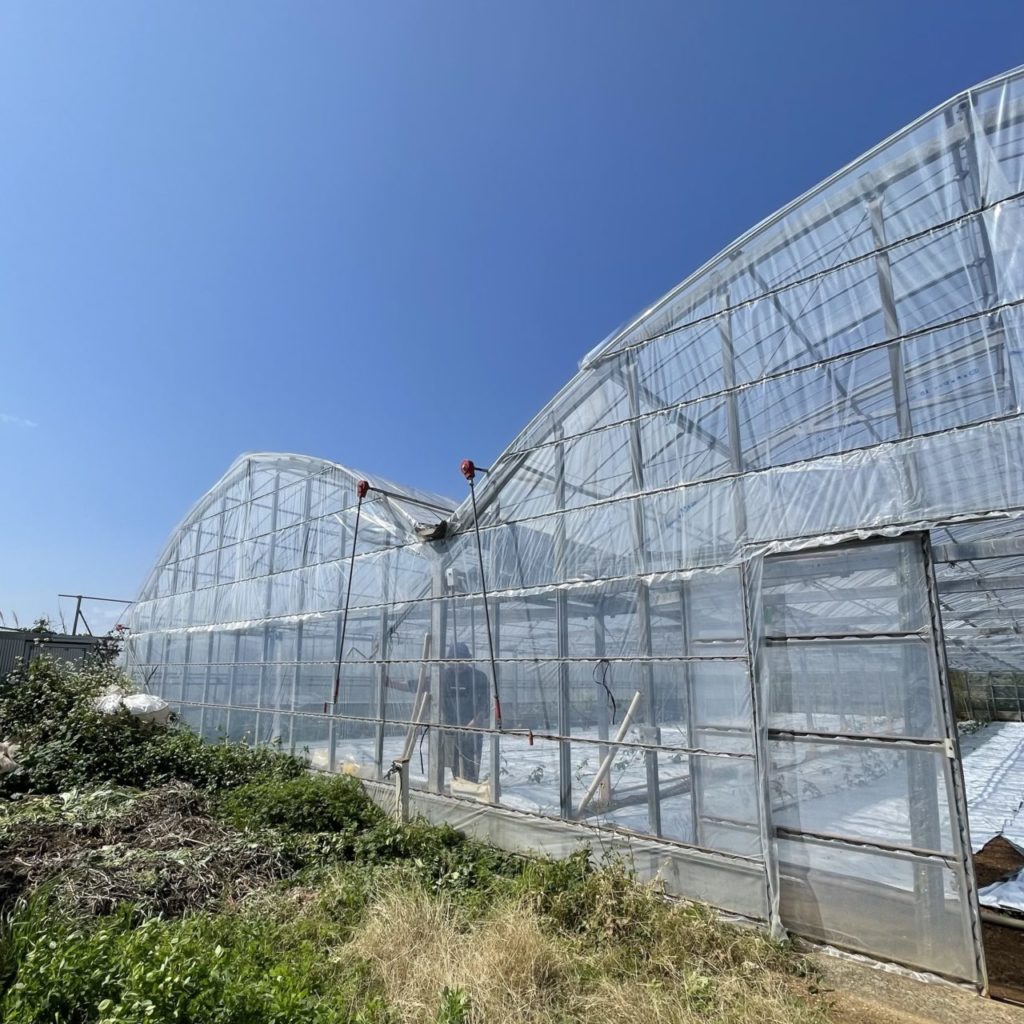 村おこしボランティア【喜界島コース】での活動の様子