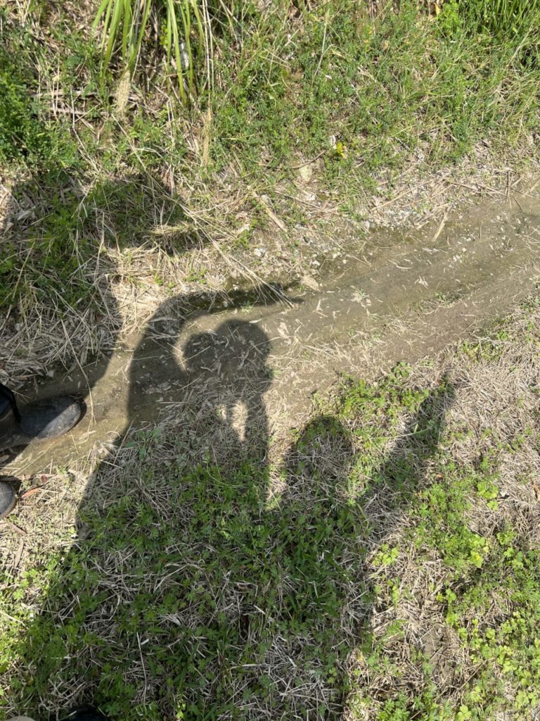 村おこしボランティア【喜界島コース】での活動の様子