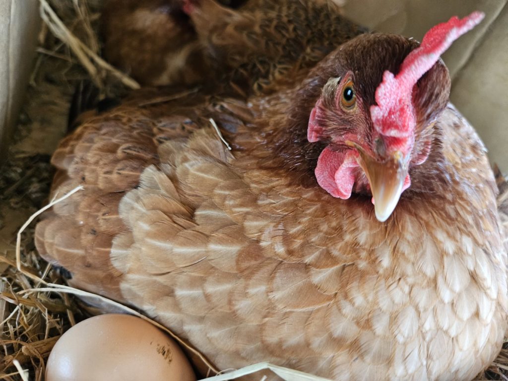 村おこしボランティア【黒潮町コース】での活動の様子