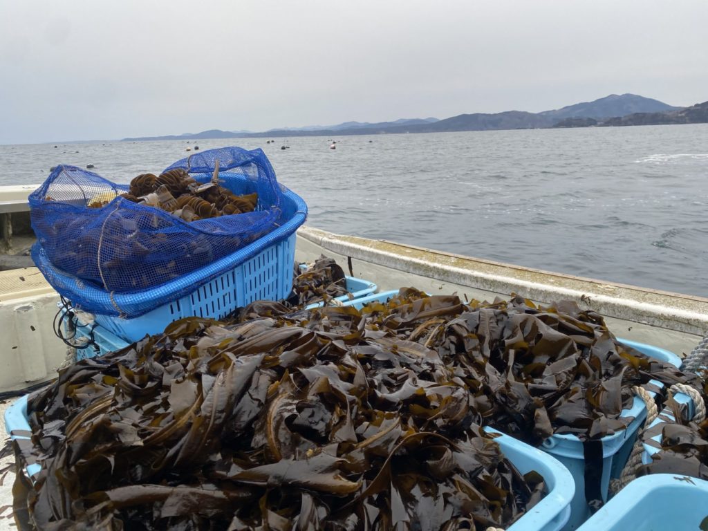 綾里ワカメ大作戦！の活動の様子