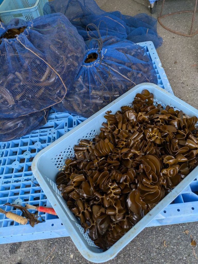 綾里ワカメ大作戦！の活動の様子