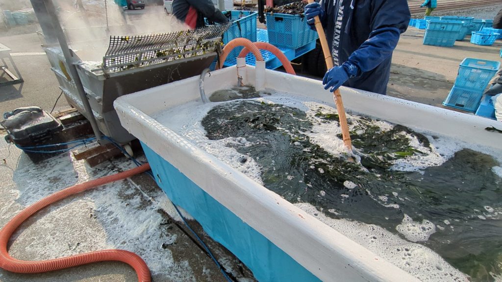 綾里ワカメ大作戦！の活動の様子