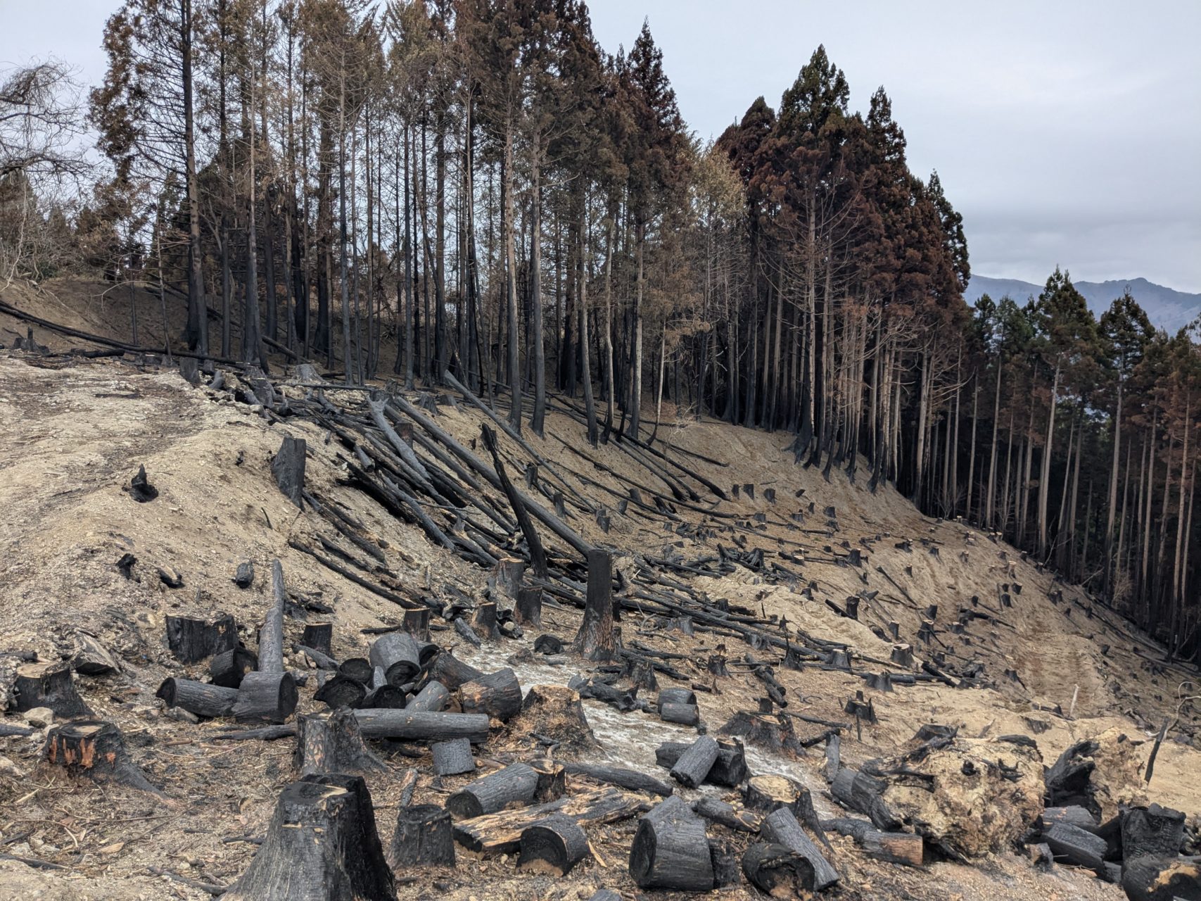 綾里ワカメ大作戦！の活動の様子