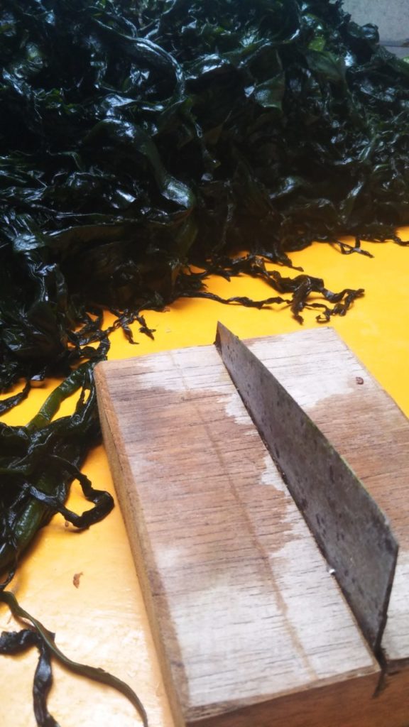 綾里ワカメ大作戦！の活動の様子