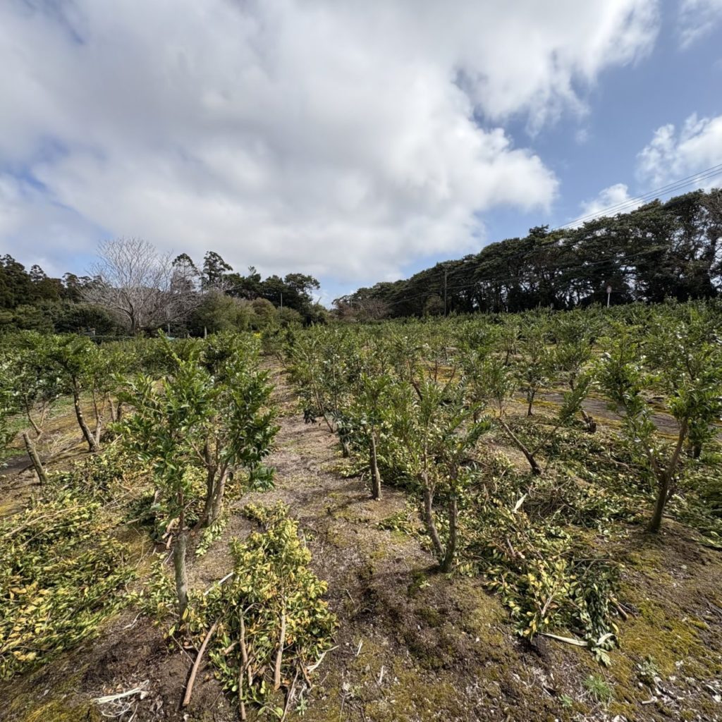 村おこしボランティア【種子島コース】での活動の様子