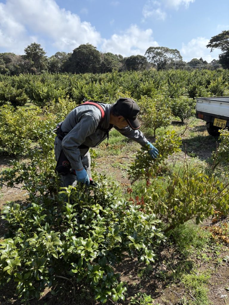 村おこしボランティア【種子島コース】での活動の様子