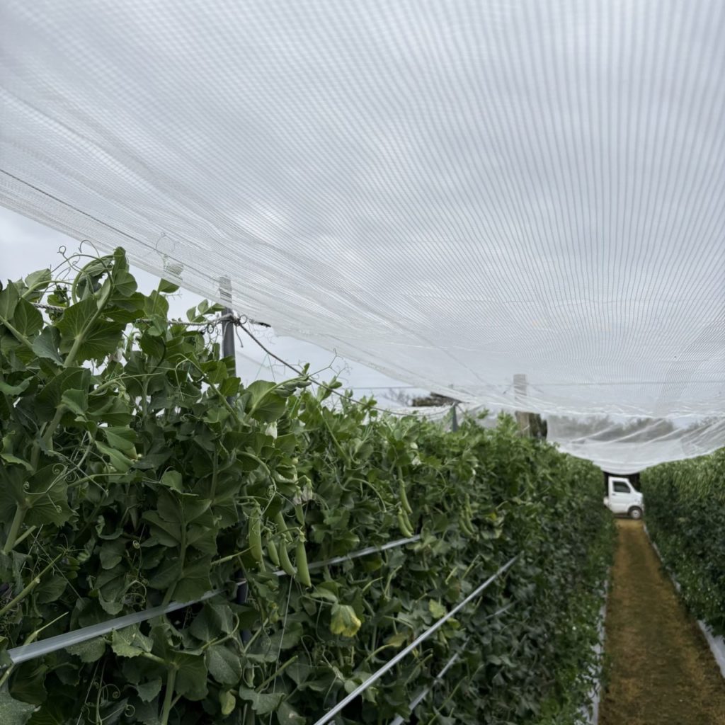 村おこしボランティア【種子島コース】での活動の様子