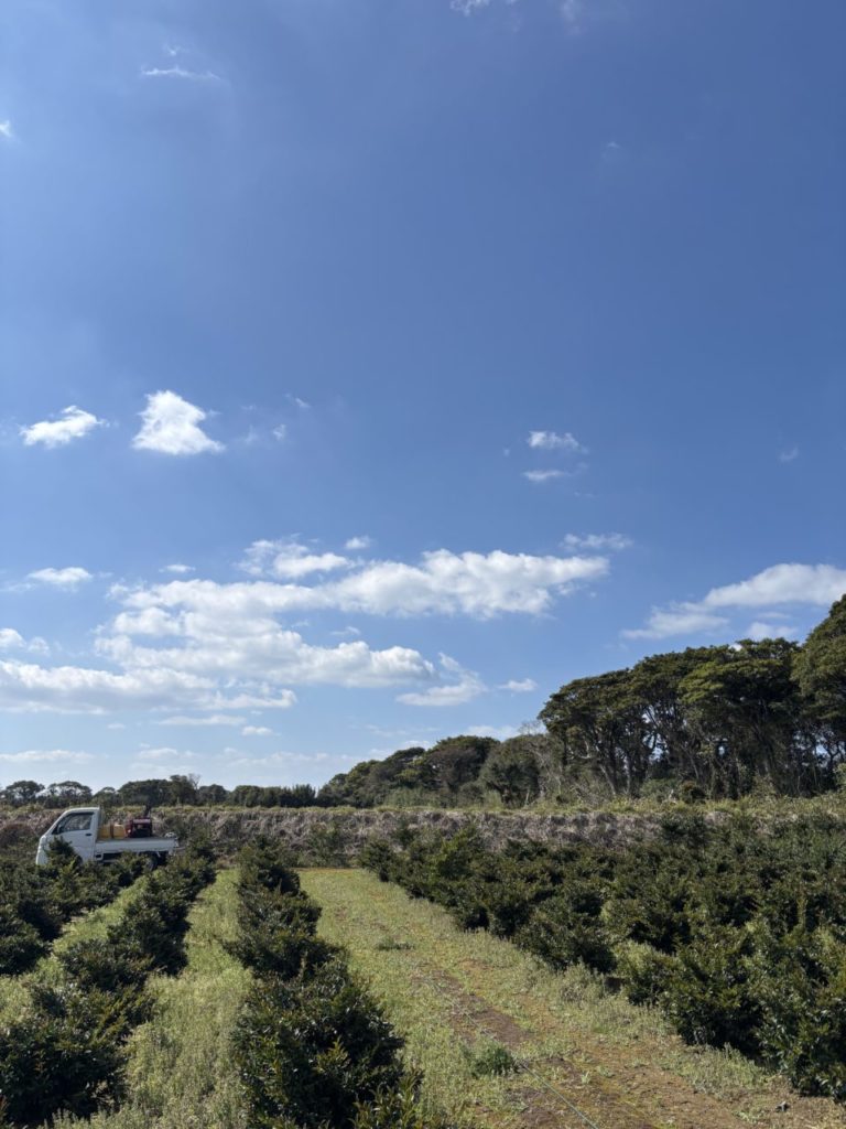 村おこしボランティア【種子島コース】での活動の様子