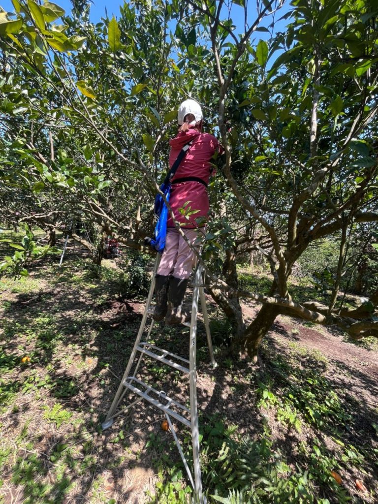 村おこしボランティア【種子島コース】での活動の様子
