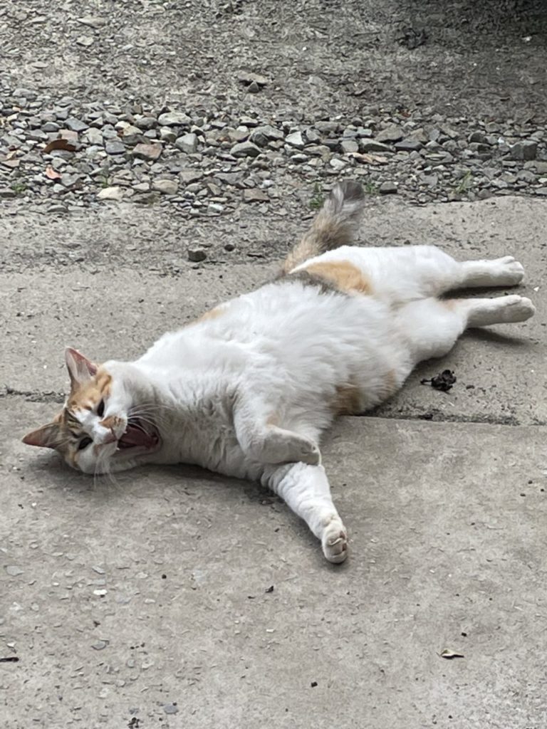 村おこしボランティア【種子島コース】での活動の様子