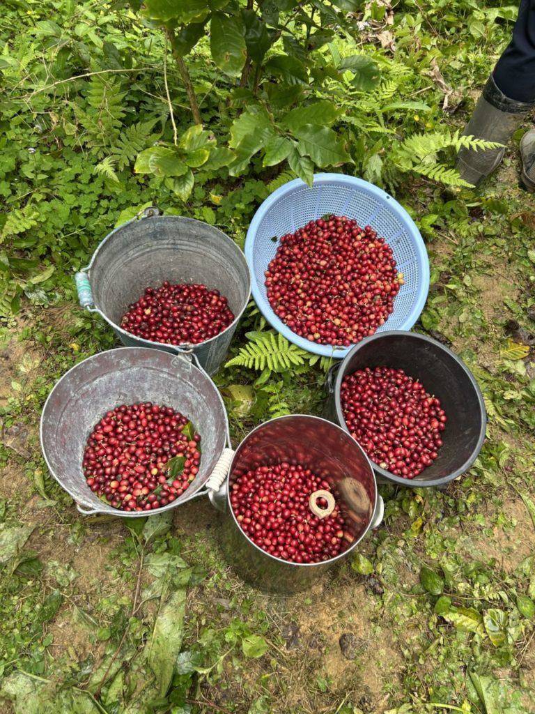 村おこしボランティア【徳之島コース】での活動の様子