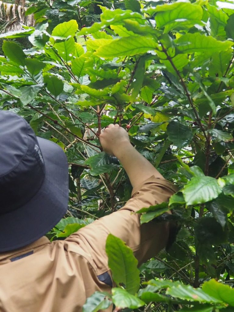 村おこしボランティア【徳之島コース】での活動の様子