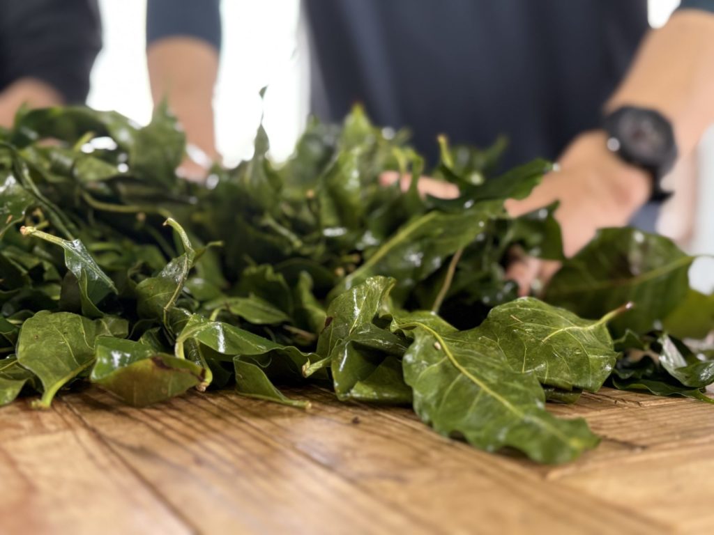 村おこしボランティア【徳之島コース】での活動の様子