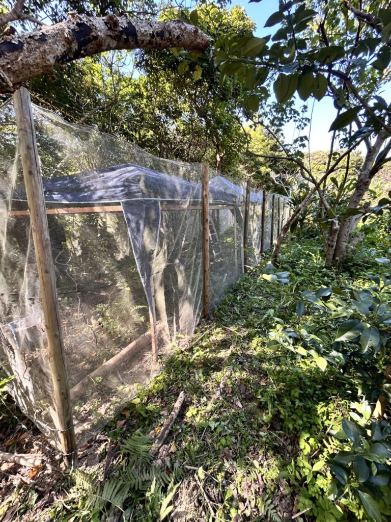 村おこしボランティア【徳之島コース】での活動の様子