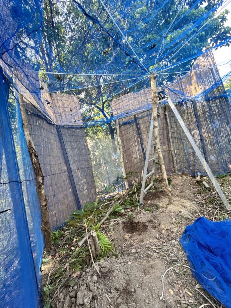 村おこしボランティア【徳之島コース】での活動の様子