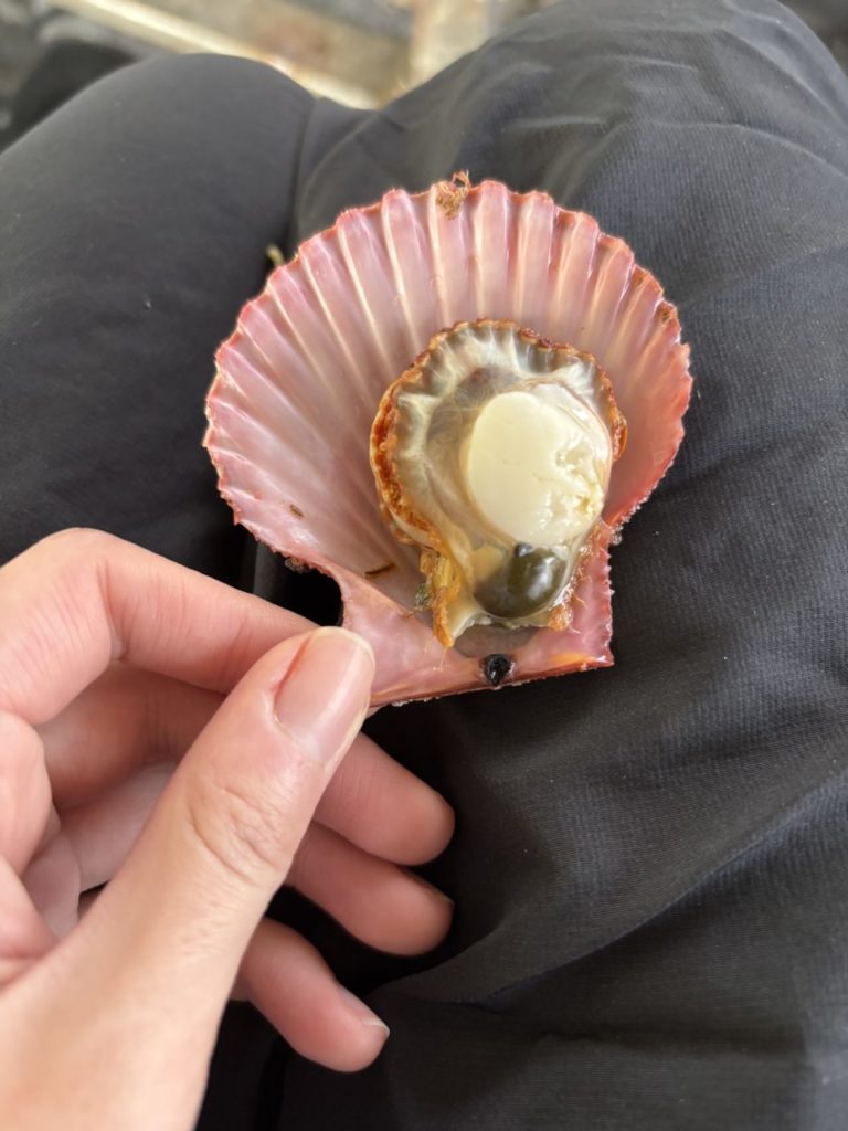 村おこしボランティア【屋形島コース】での活動の様子