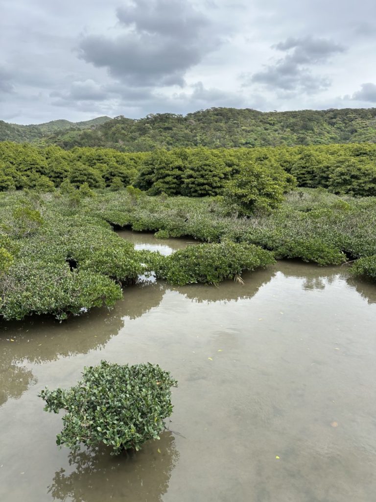 村おこしボランティア【沖縄やんばるコース】での活動の様子