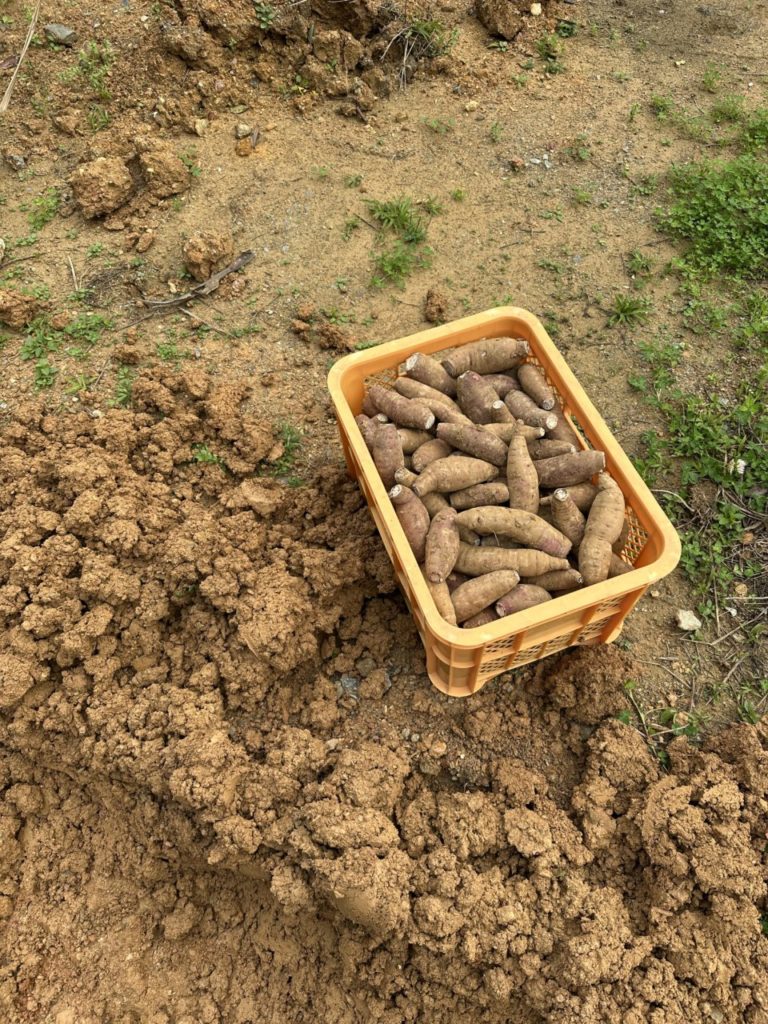 村おこしボランティア【沖縄やんばるコース】での活動の様子