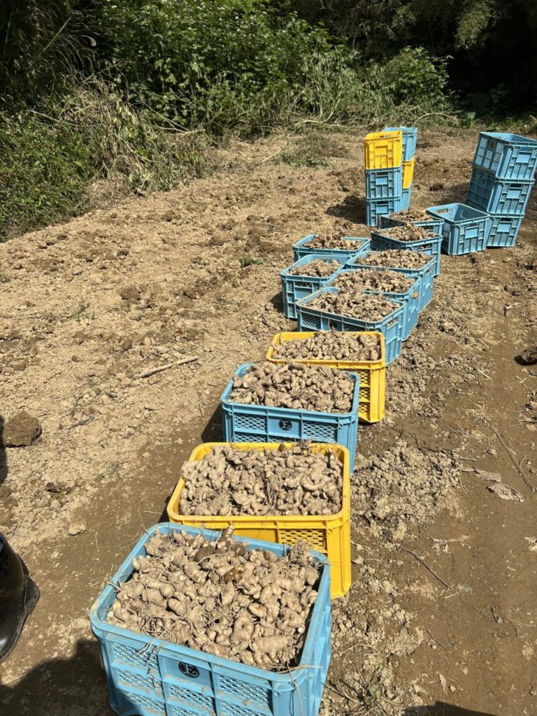 村おこしボランティア【沖縄やんばるコース】での活動の様子