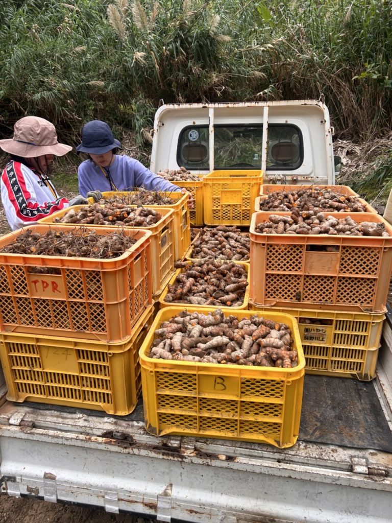 村おこしボランティア【沖縄やんばるコース】での活動の様子