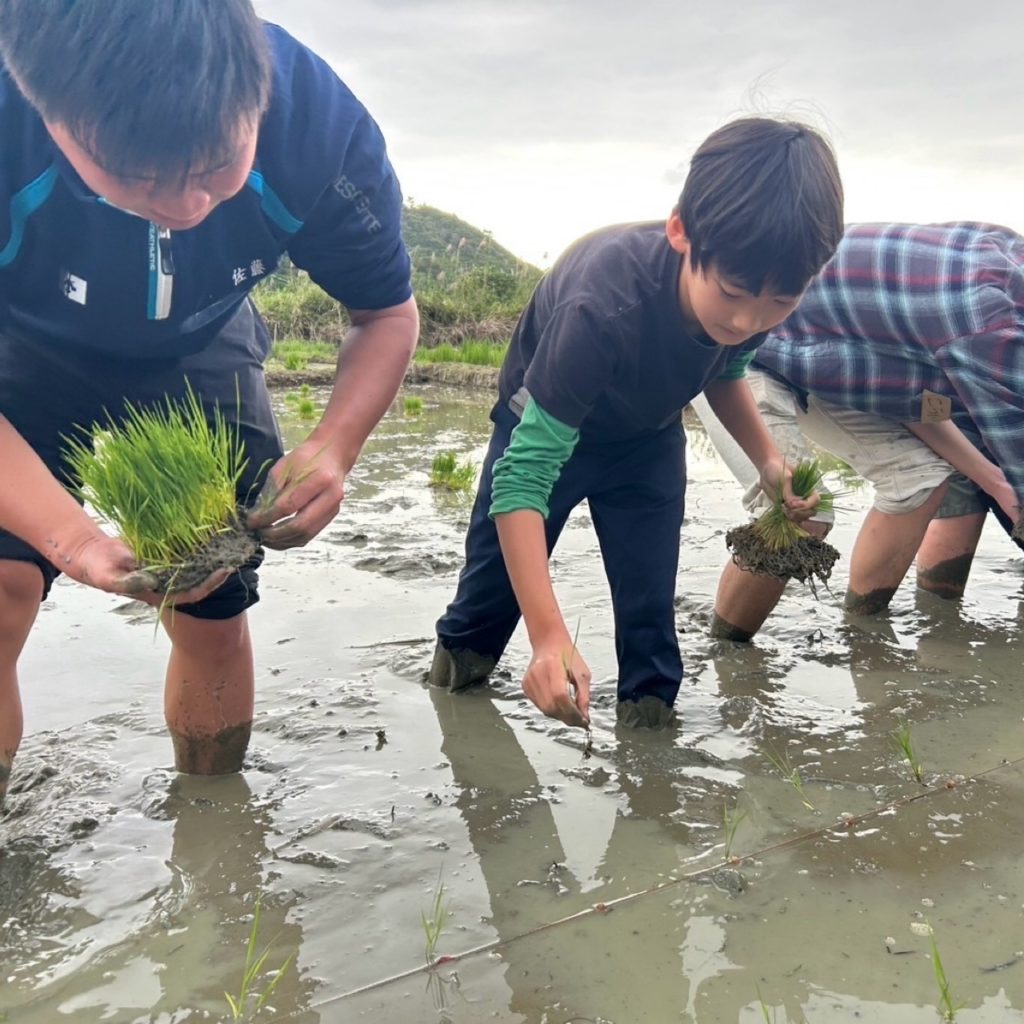 村おこしボランティア【沖縄やんばるコース】での活動の様子