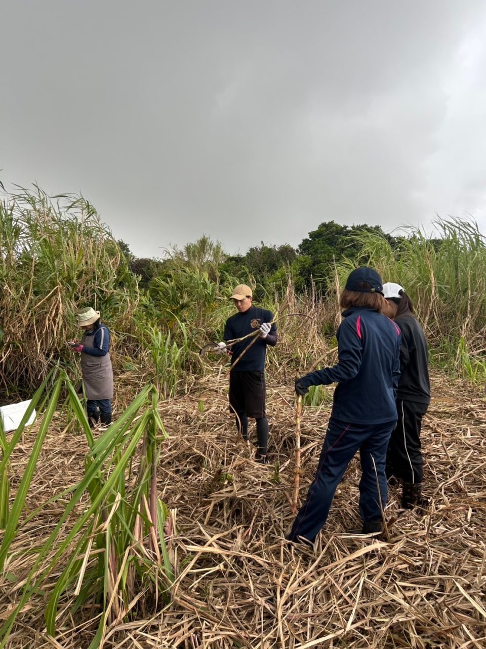 村おこしボランティア【与論島コース】での活動の様子