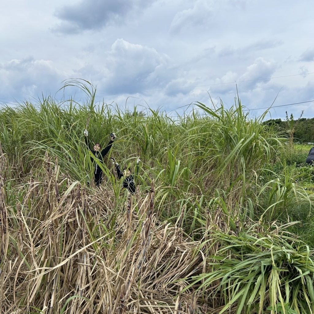 村おこしボランティア【与論島コース】での活動の様子