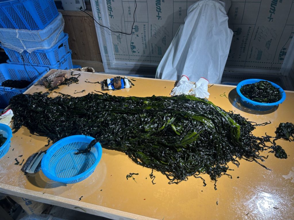 綾里ワカメ大作戦！の活動の様子