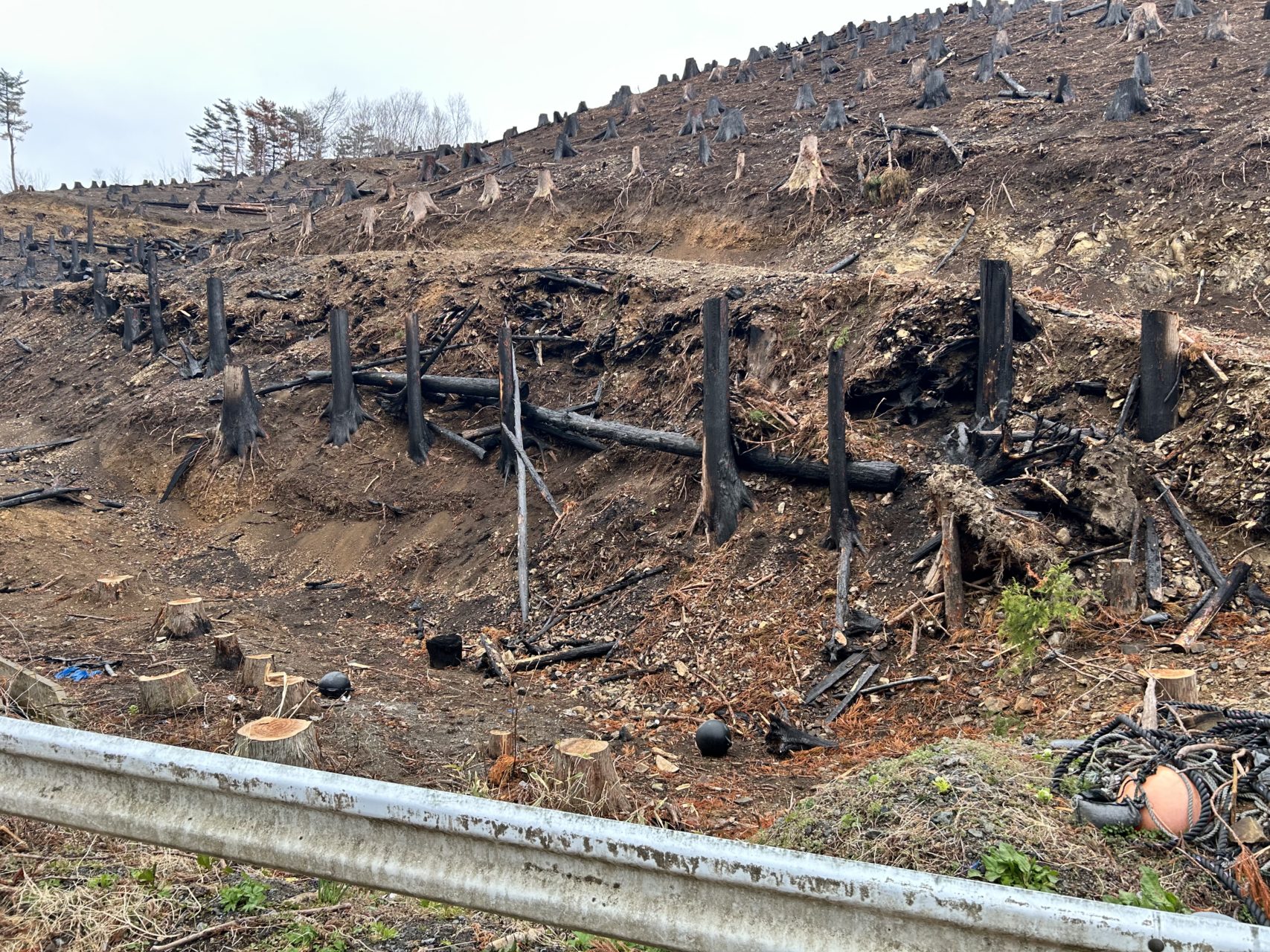 綾里ワカメ大作戦！の活動の様子