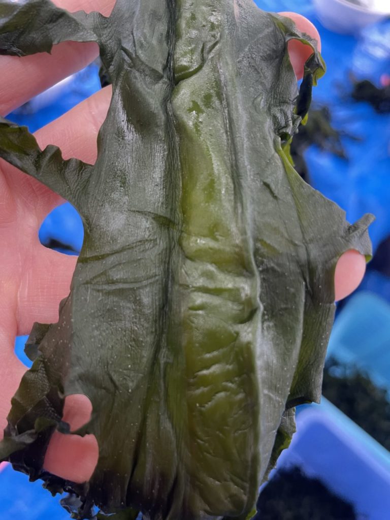 綾里ワカメ大作戦！の活動の様子