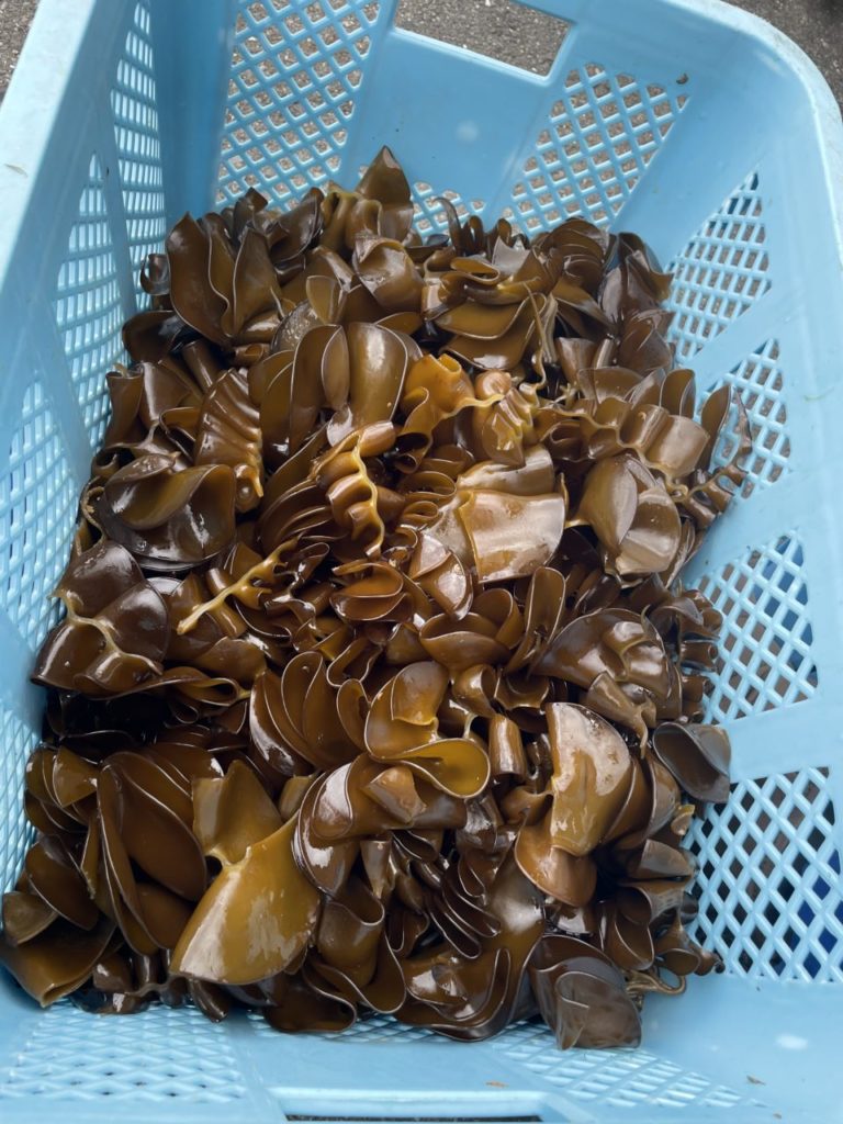 綾里ワカメ大作戦！の活動の様子