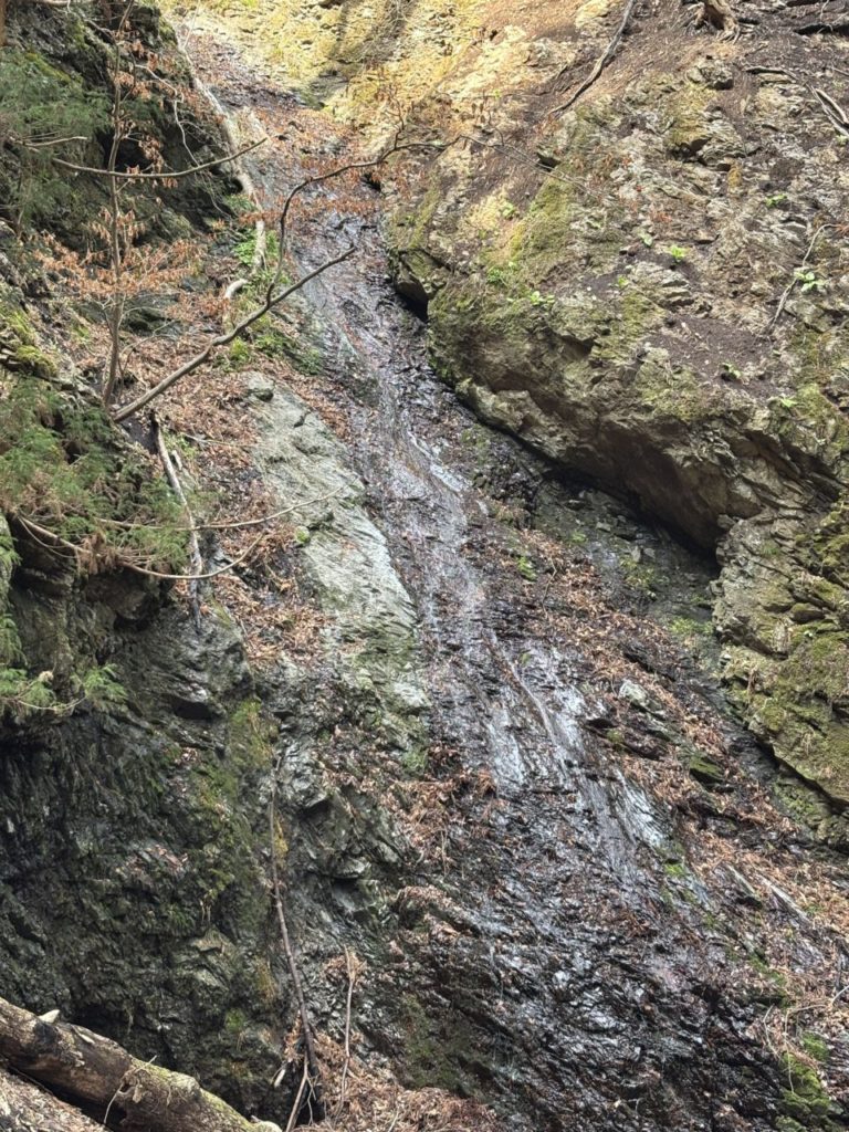 綾里ワカメ大作戦！の活動の様子