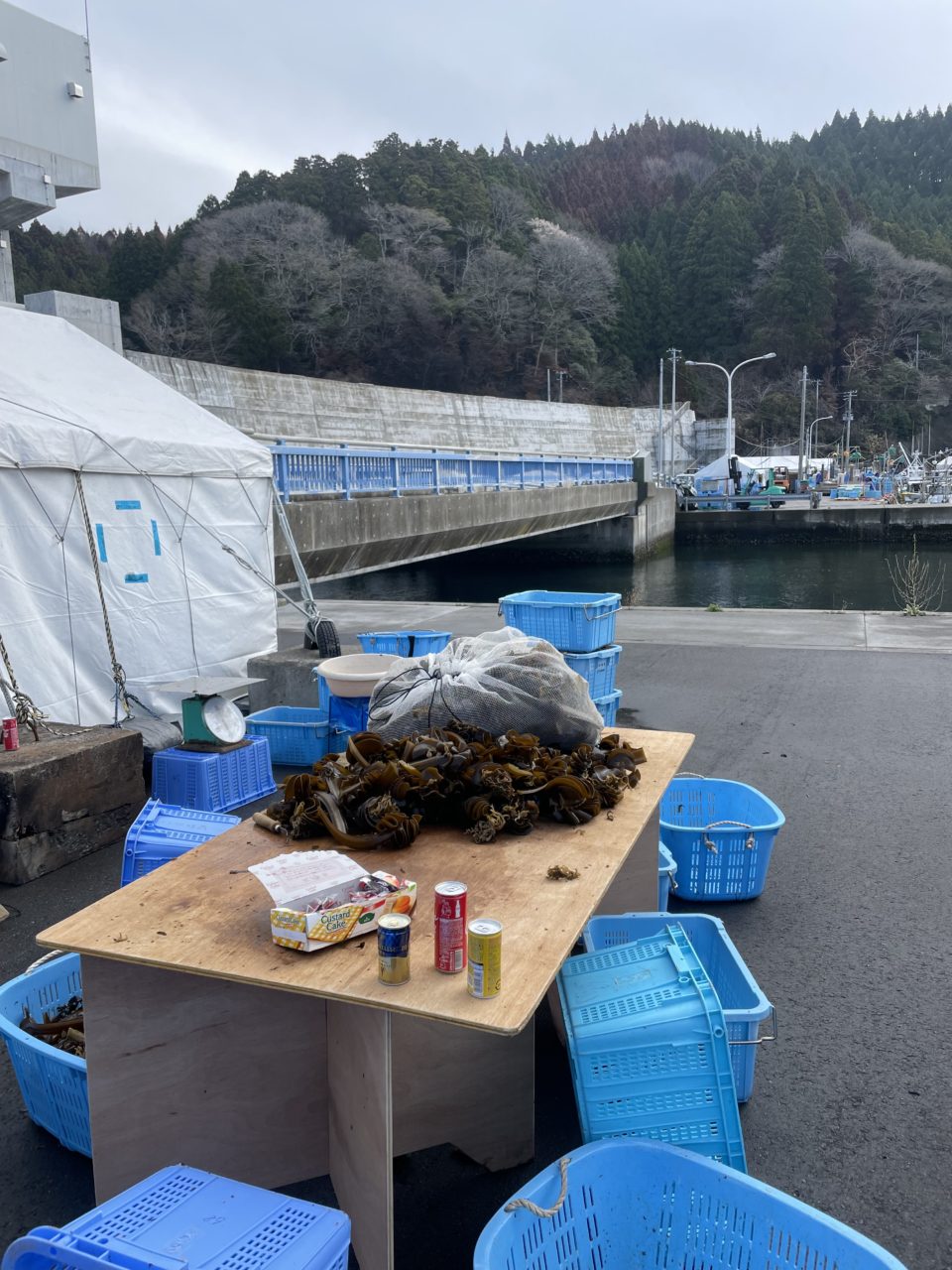 綾里ワカメ大作戦！の活動の様子