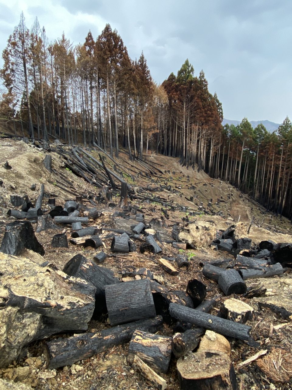 綾里ワカメ大作戦！の活動の様子
