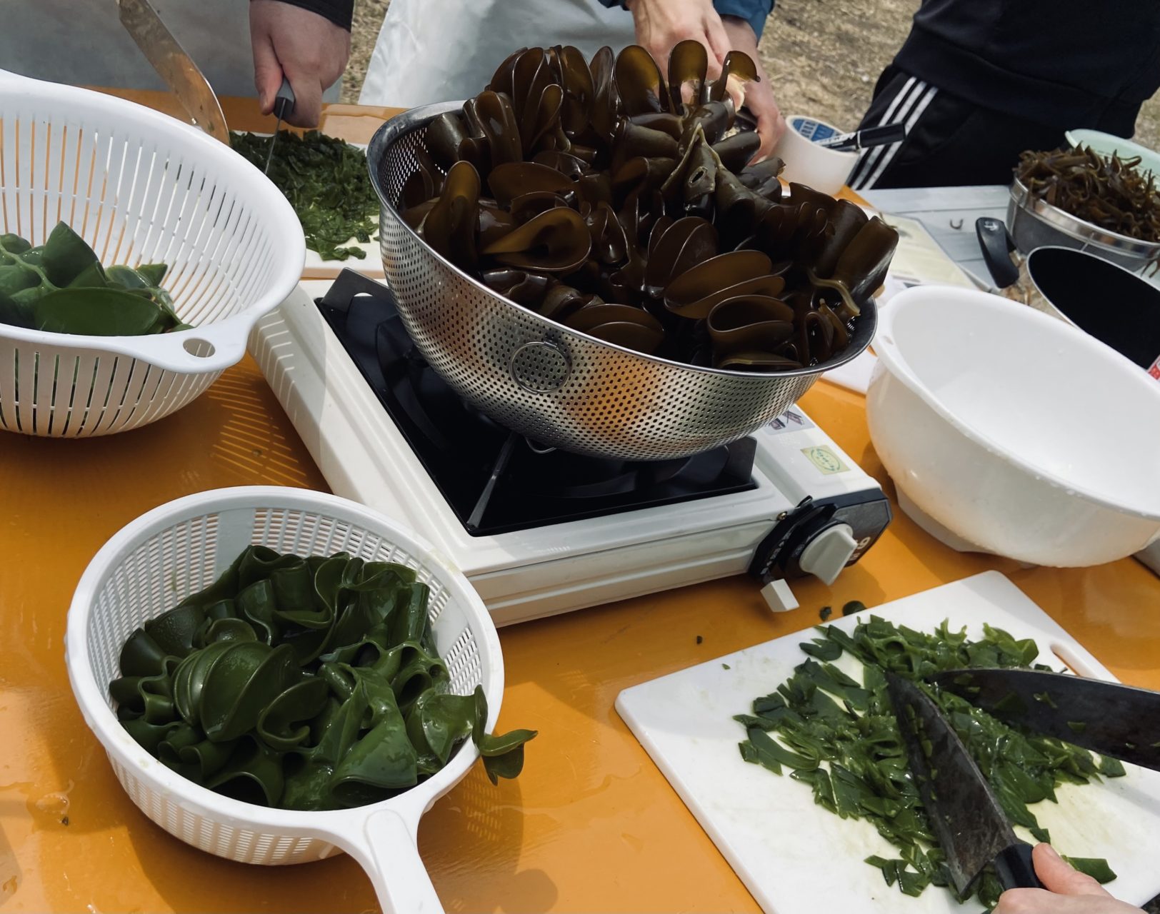 綾里ワカメ大作戦！の活動の様子