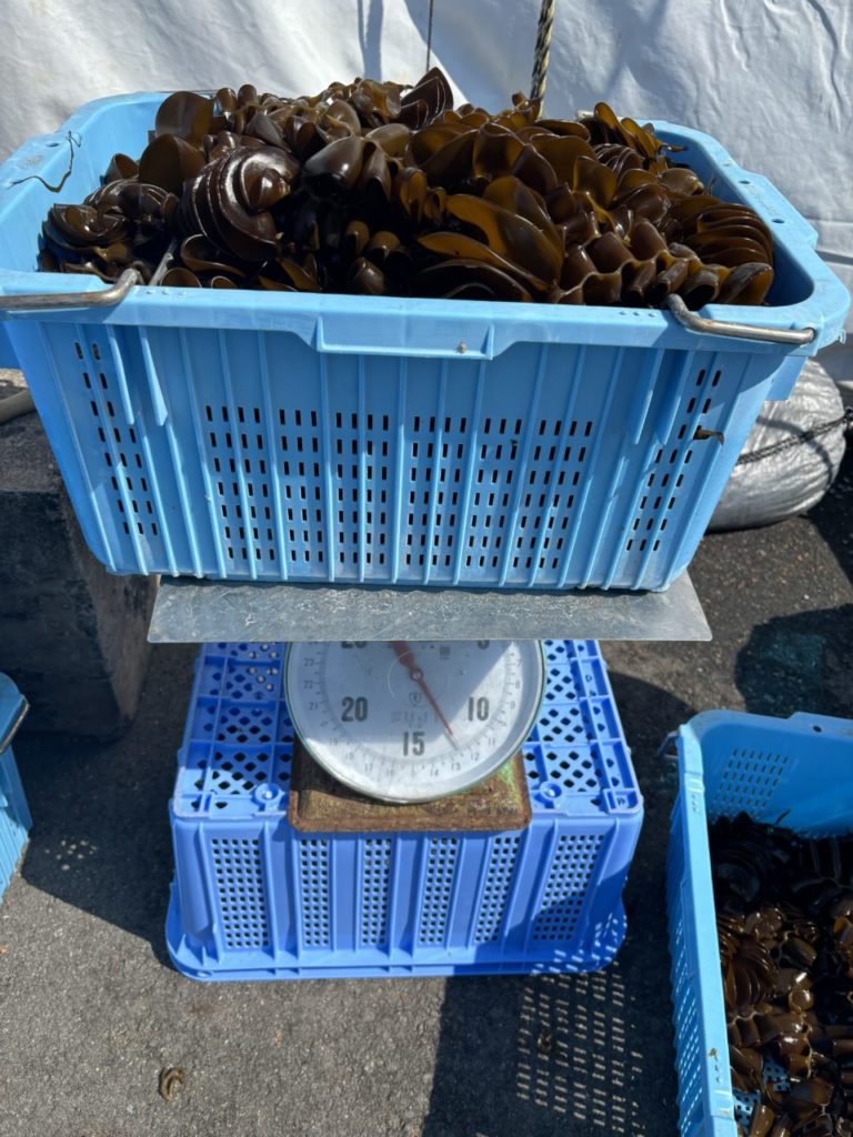 綾里ワカメ大作戦！の活動の様子