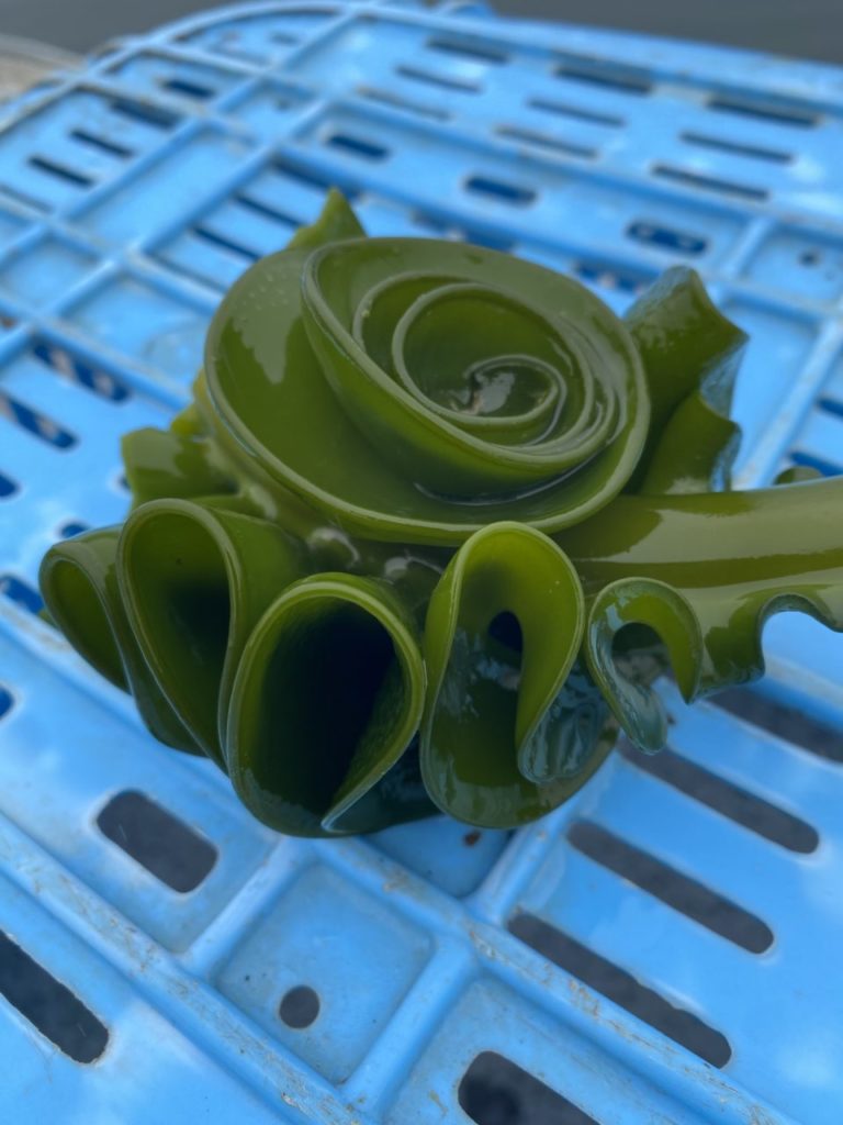 綾里ワカメ大作戦！の活動の様子