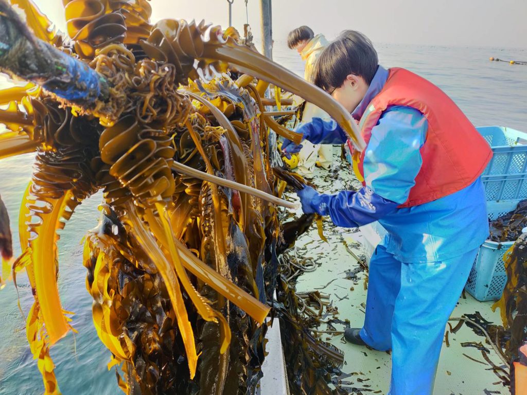 綾里ワカメ大作戦！の活動の様子