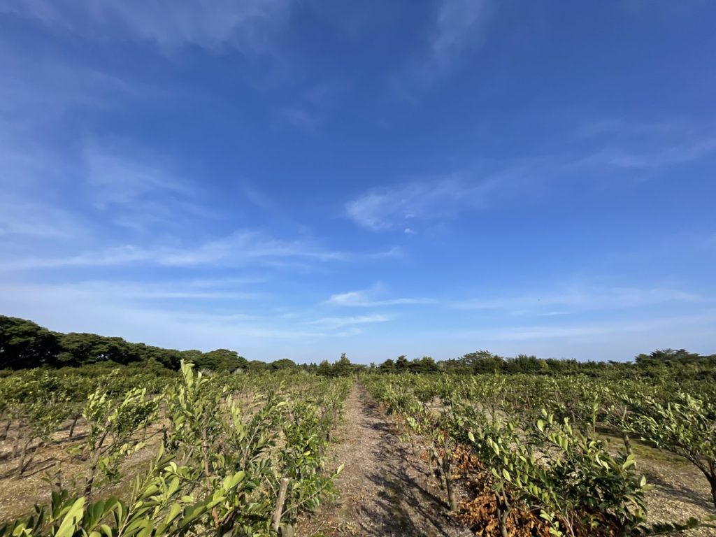 村おこしボランティア【種子島コース】での活動の様子