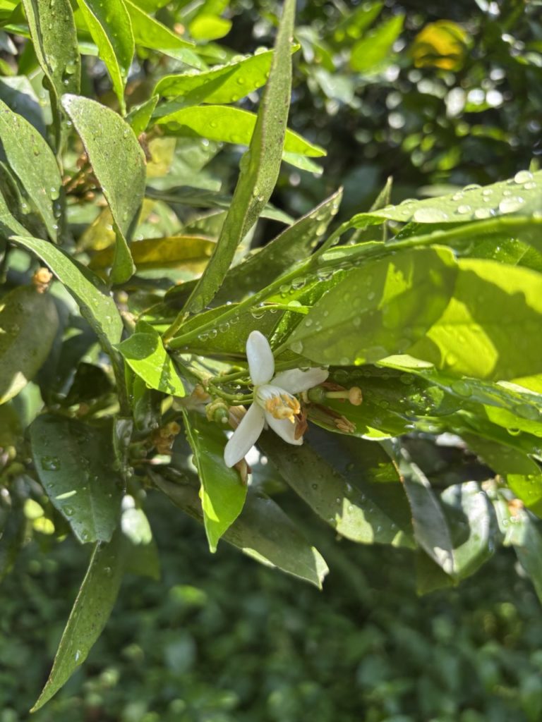 村おこしボランティア【種子島コース】での活動の様子