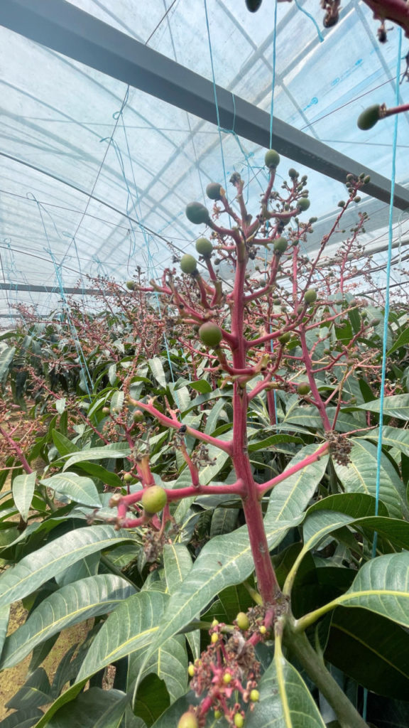 村おこしボランティア【種子島コース】での活動の様子