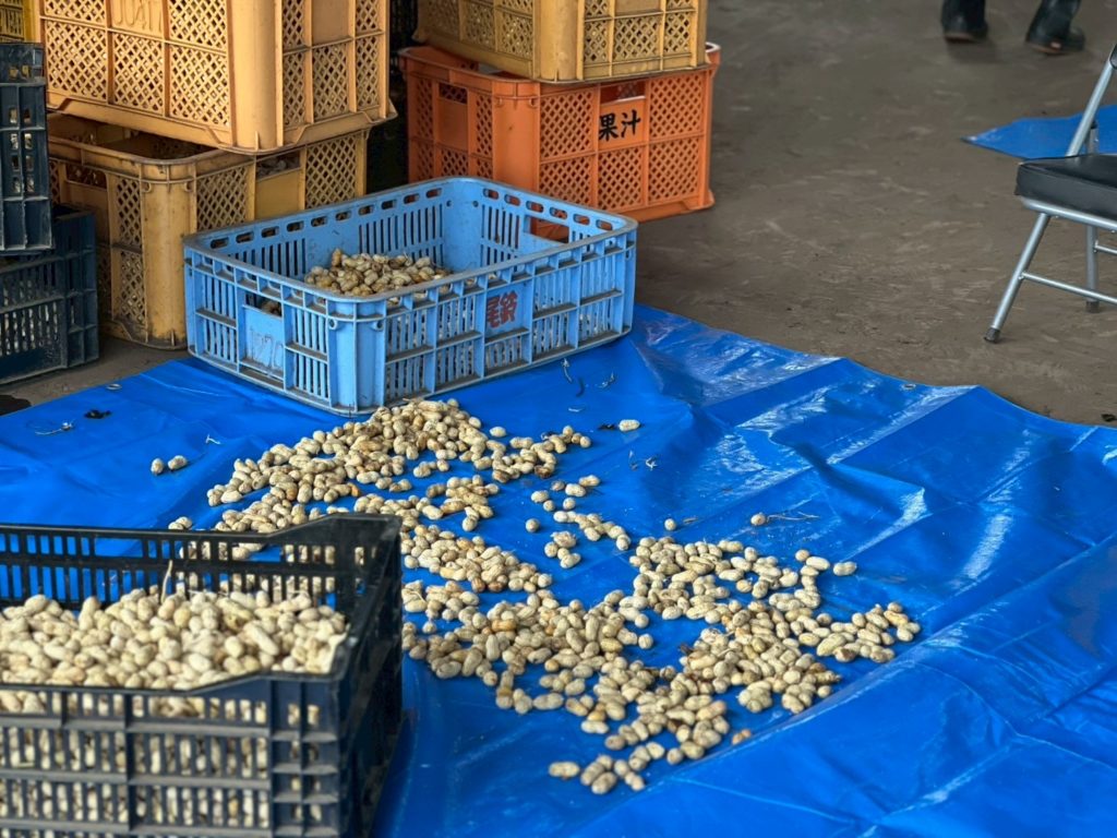 村おこしボランティア【川南町コース】での活動の様子