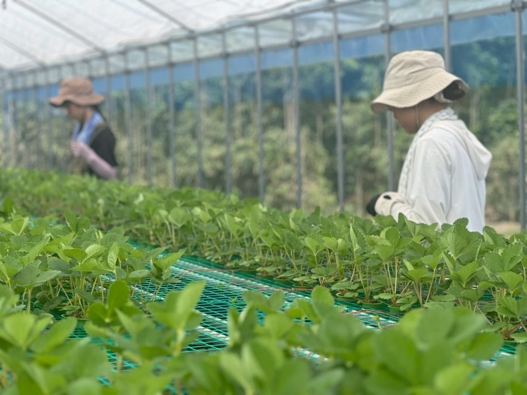 村おこしボランティア【川南町コース】での活動の様子