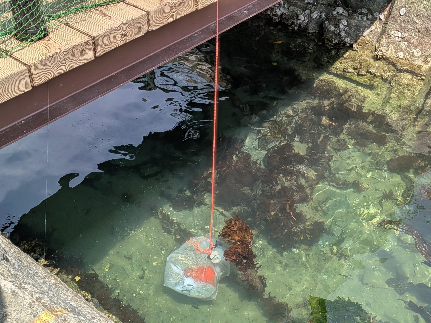 村おこしボランティア【三陸漁場コース】での活動の様子