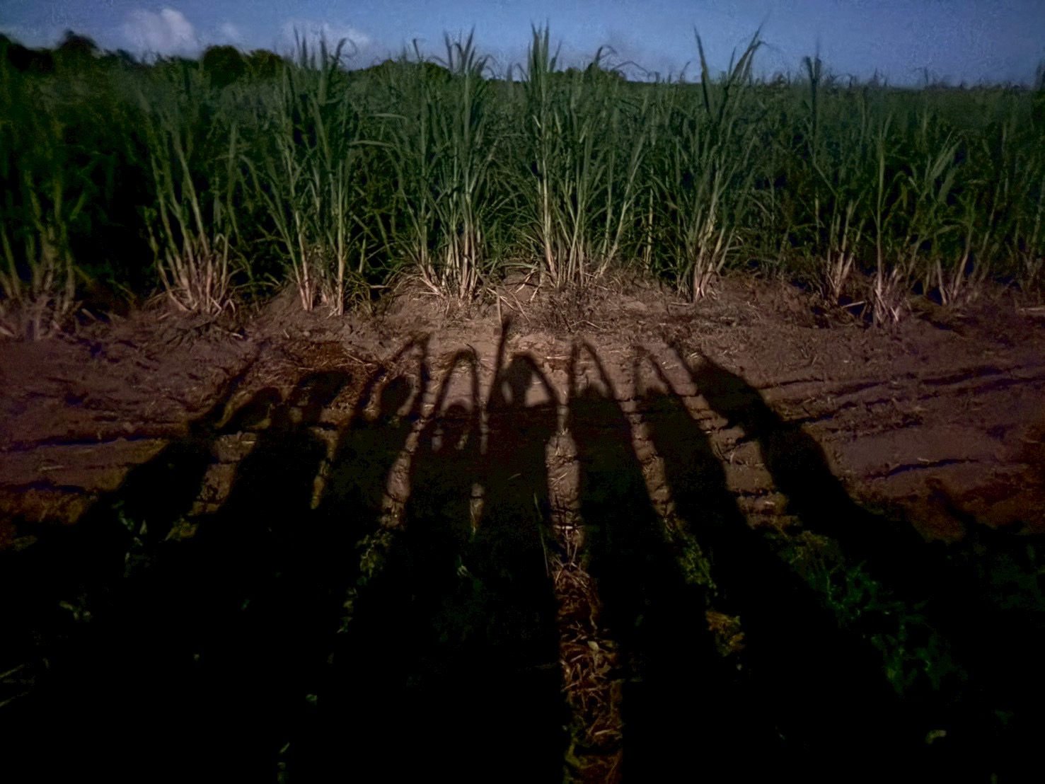 村おこしボランティア【種子島コース】での活動の様子