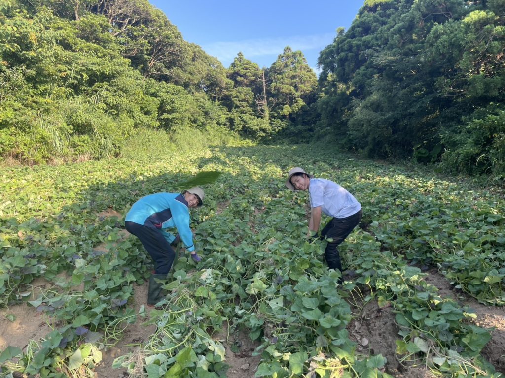 村おこしボランティア【種子島コース】での活動の様子