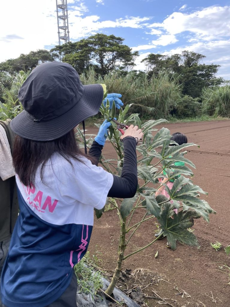 村おこしボランティア【種子島コース】での活動の様子